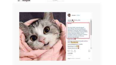 How to Use the Cat Hashtag on Instagram