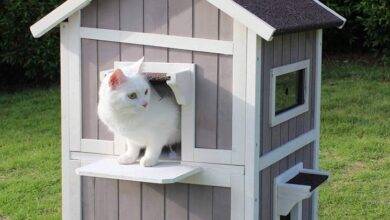 How to Select an Outdoor Cat Shelter